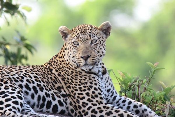 Wildlife Protection