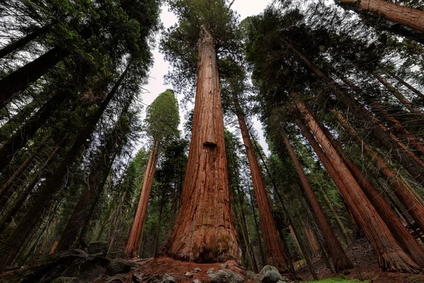 Forest Conservation
